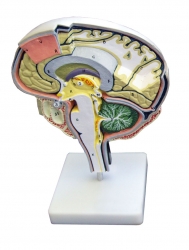 Brain Models, Neuro Models